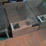 Live Traps, Havahart sparrow Traps